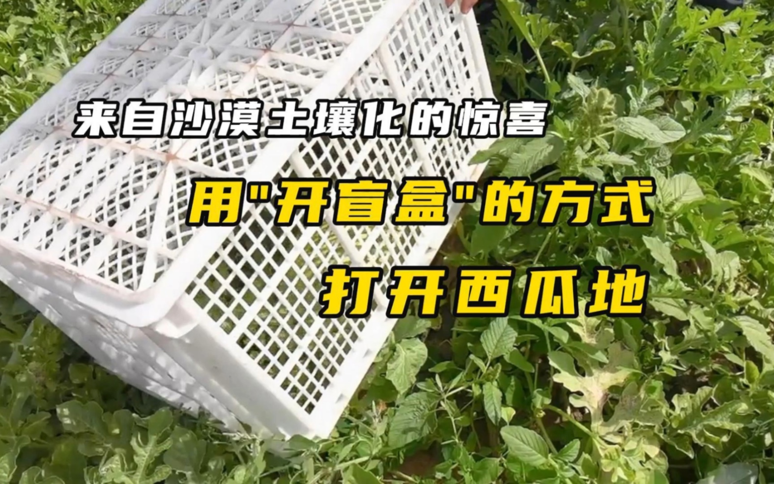 用“开盲盒”的方式打开沙漠土壤化基地的西瓜地!看完视频只想当个“吃瓜群众”哔哩哔哩bilibili