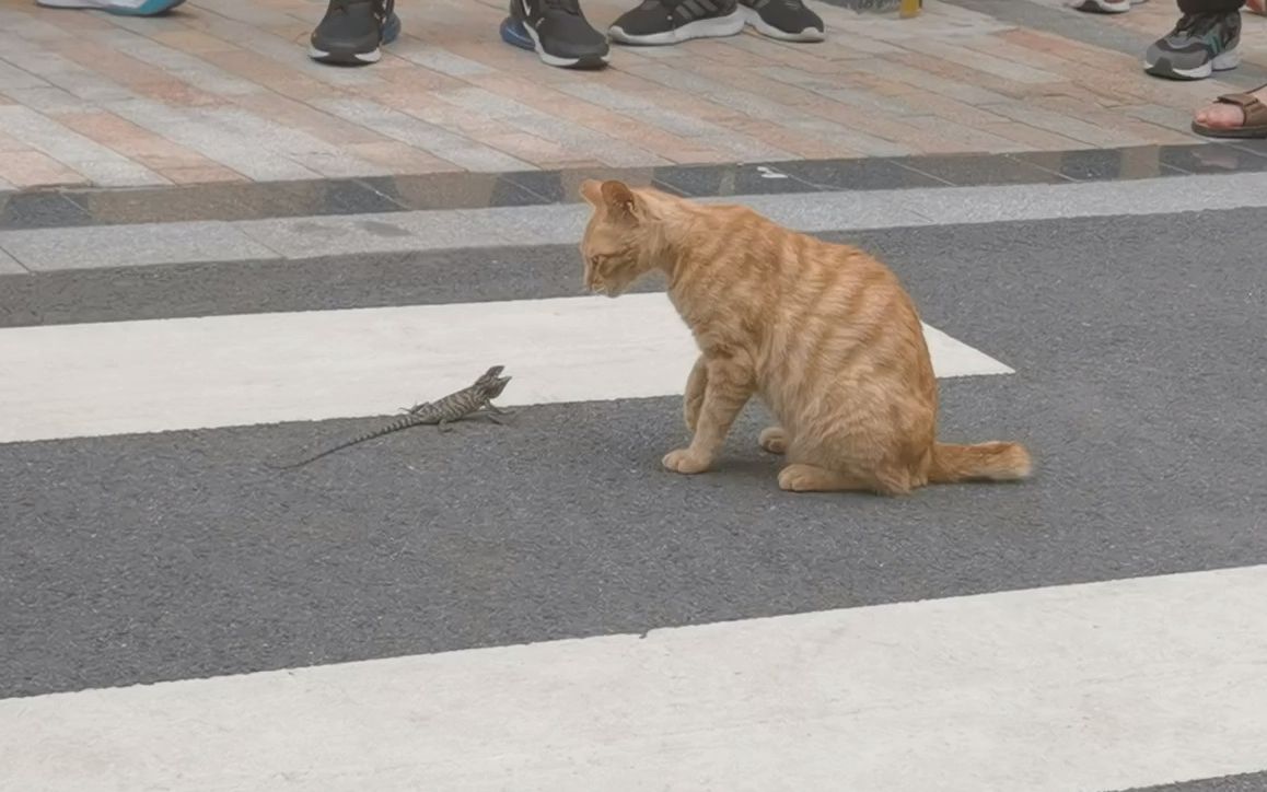 [图]猫咪大战早期哥斯拉珍贵录像