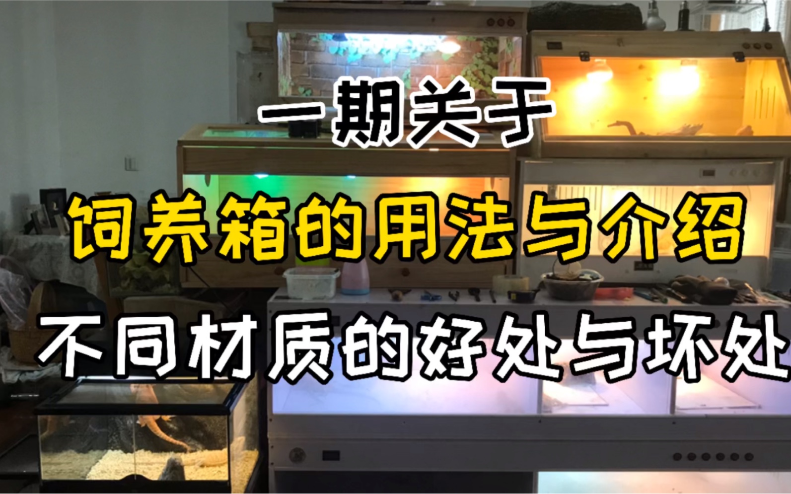 鬃狮蜥的饲养箱如何选择1,木箱2,pvc3,玻璃缸你会选择哪一款呢?