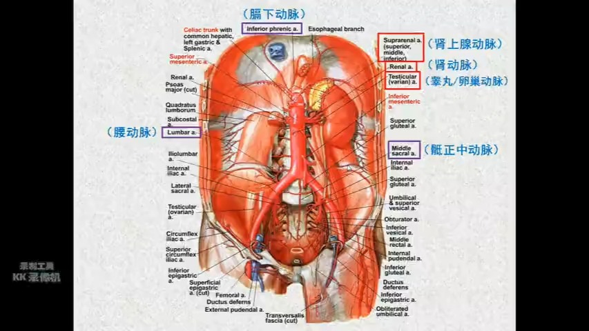 主动脉走行图图片