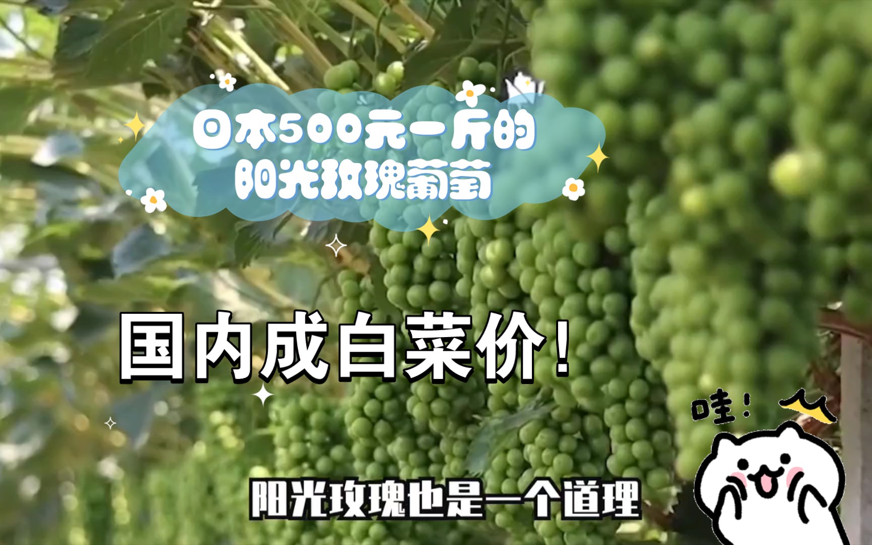 日本500元一斤的阳光玫瑰葡萄,被打下价格,国内只要9.9一斤,日本知道后都气疯了!哔哩哔哩bilibili