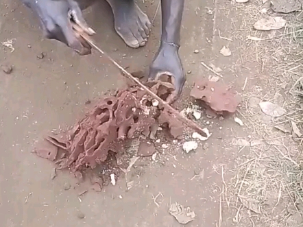 蚁后为什么变成大白虫