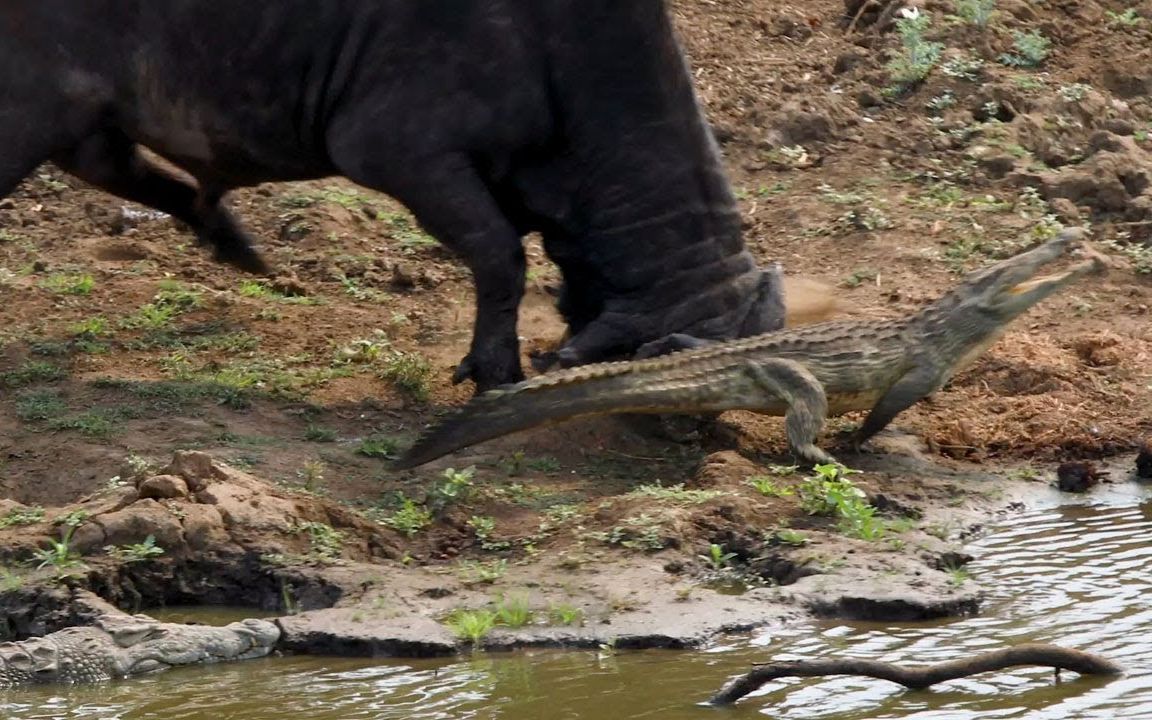 非洲水牛攻击年轻尼罗鳄