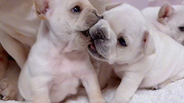 相亲相爱的一对小可爱#法斗 #法斗幼犬 #法国斗牛犬 #萌宠出道计划