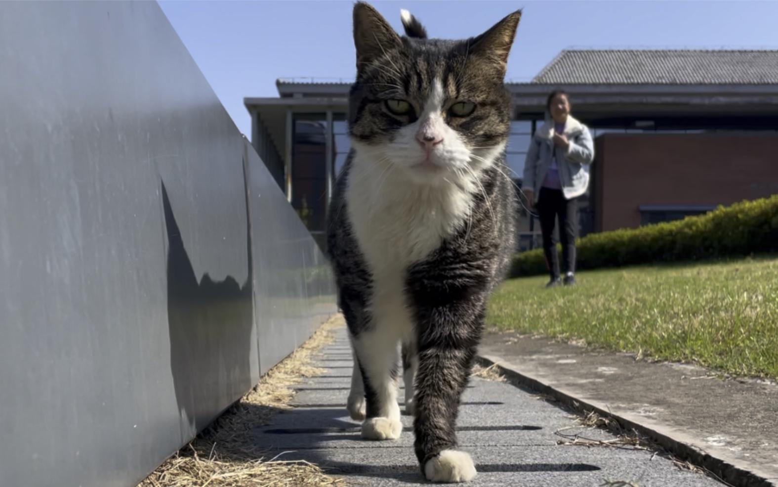 【苏州中学校猫富士山】第一视角云吸猫———要来接受七岁老姑娘的卖