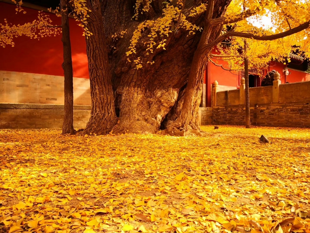 北京大觉寺银杏图片