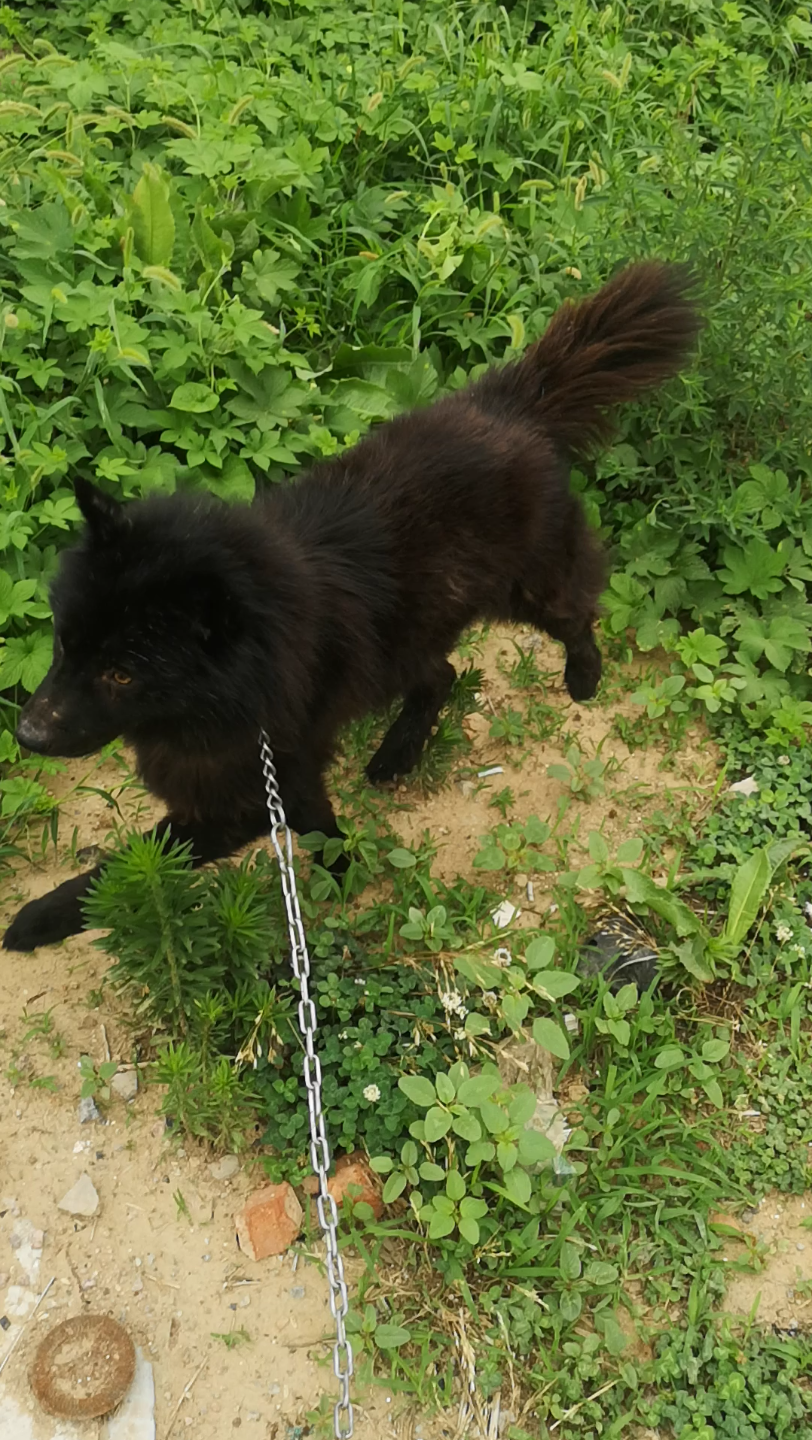 土松的猎性 今天秋天让它们释放天性 拭目以待