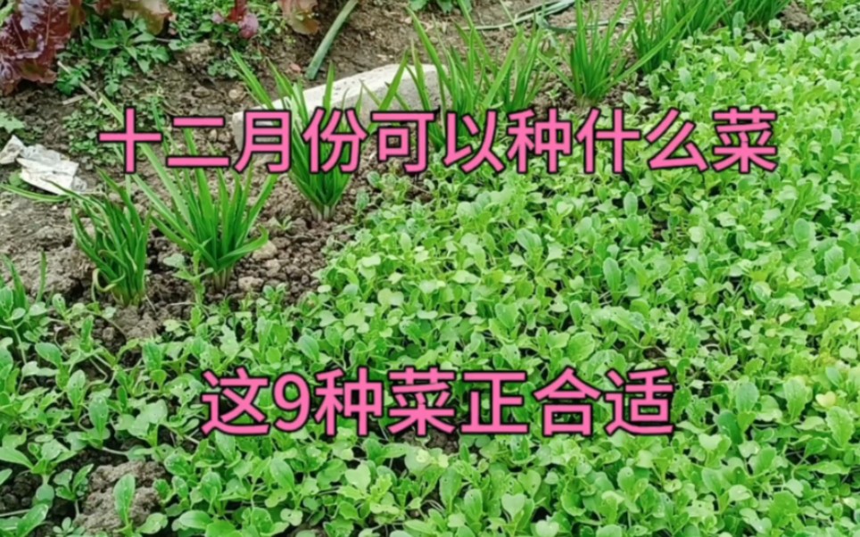 十二月份可以种什么菜?这9种菜正合适,大家别忘了哔哩哔哩bilibili