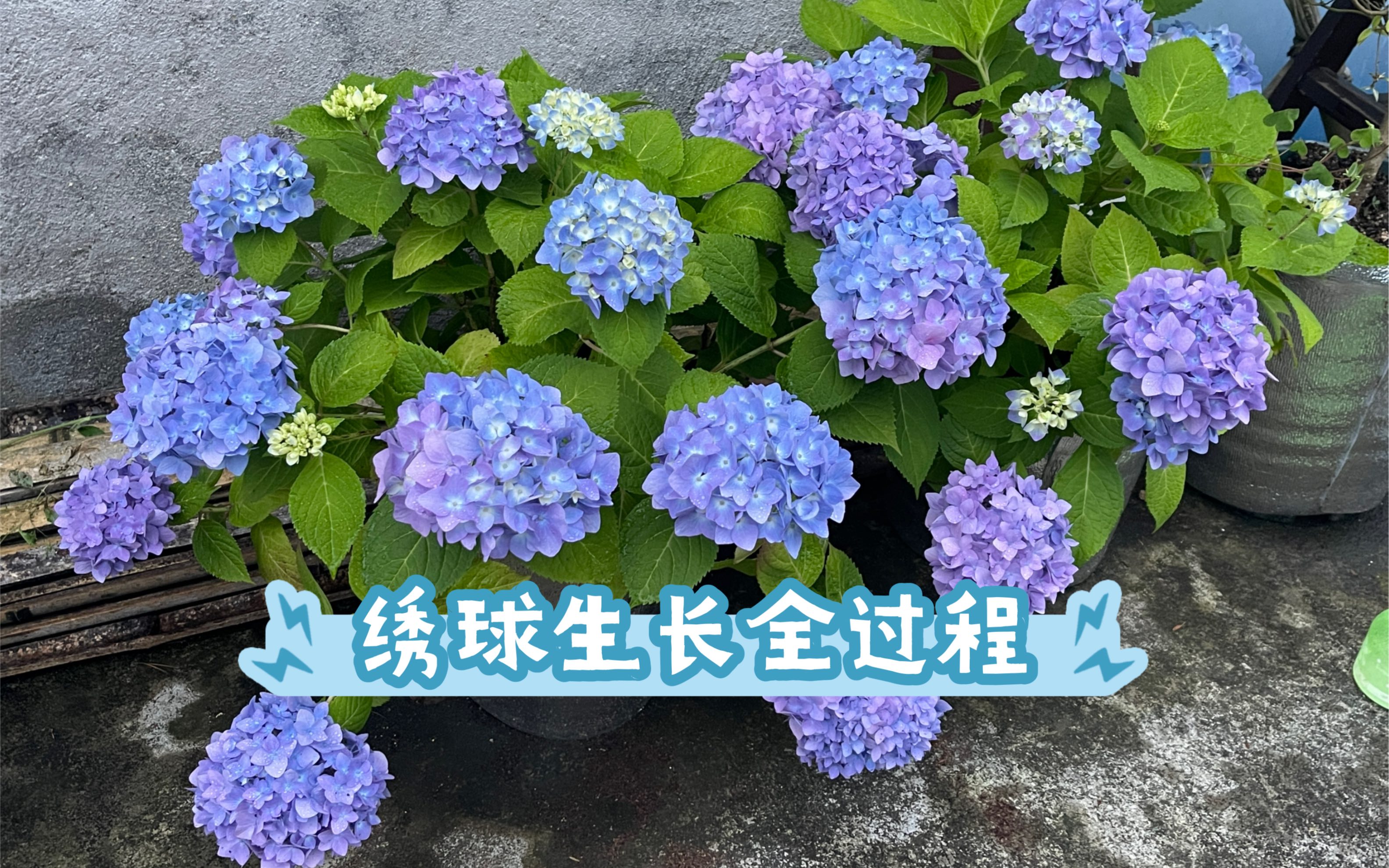 历时一年多,绣球花从种植到开花全过程哔哩哔哩bilibili