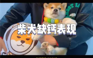 Tải video: 柴犬缺钙有哪些表现