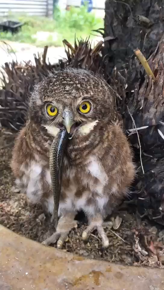 猫头鹰吃鱼