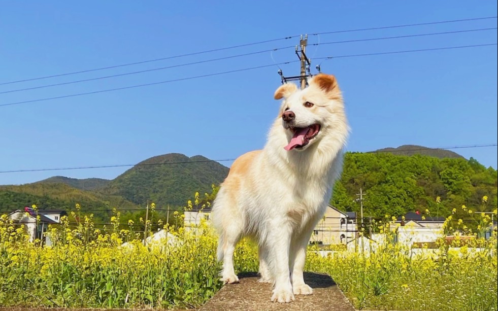 边牧陈贝拉麻麻0428直播,新人up提升电磁力互粉互赞