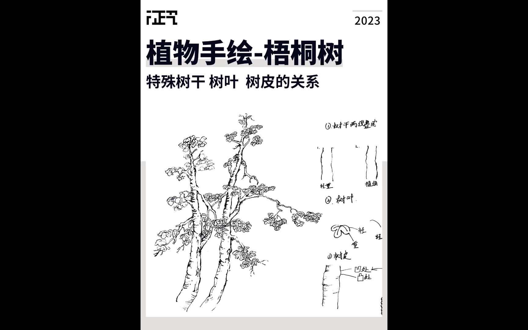国美考研 | 植物手绘-梧桐树特殊树干 树叶 树皮的关系