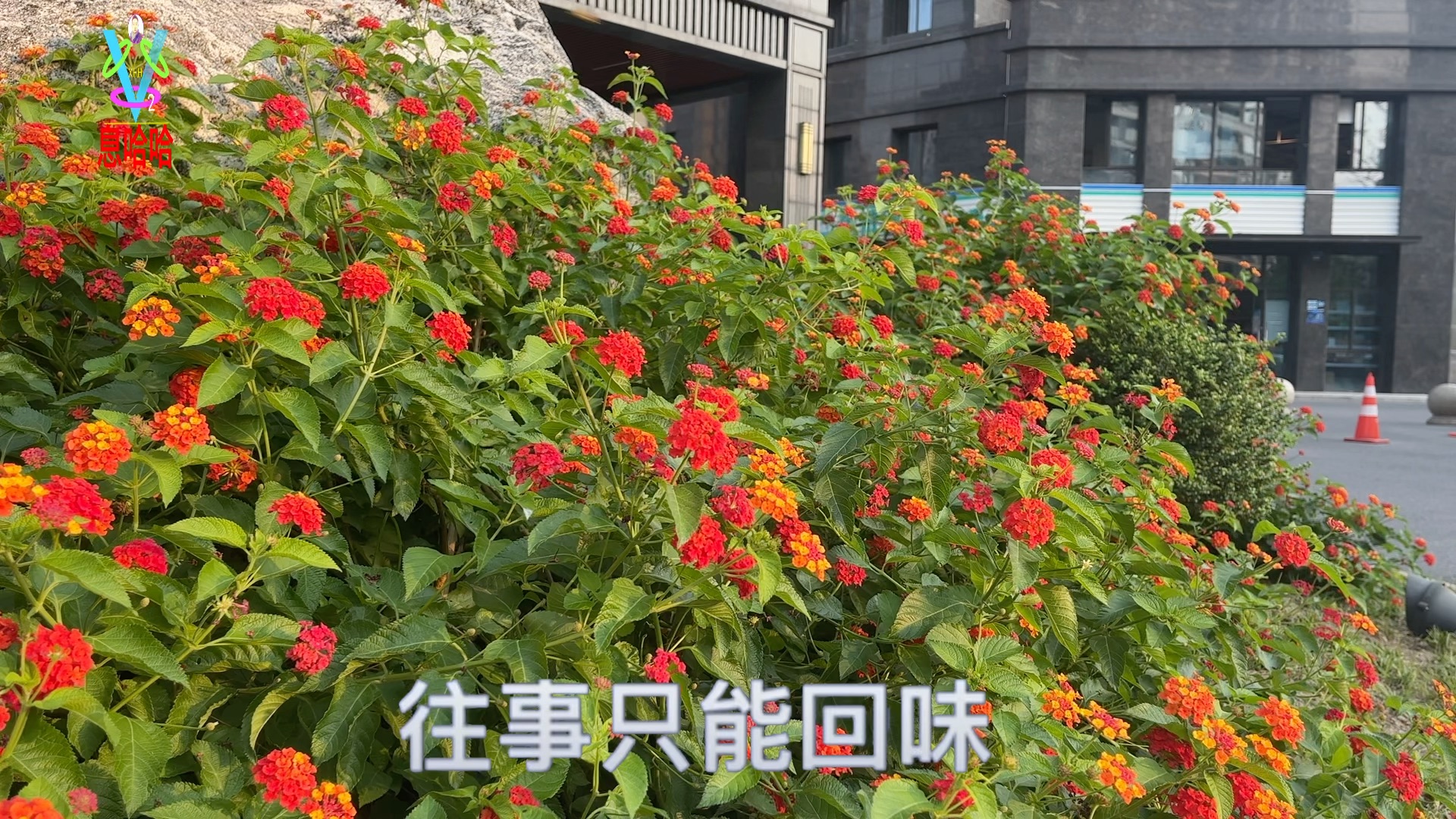 [图]赏花听歌 一首《往事只能回味》歌曲展播 百花盛开