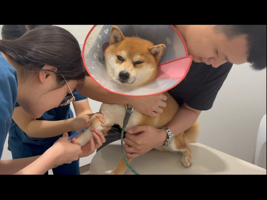 全网打针最勇敢的小柴!