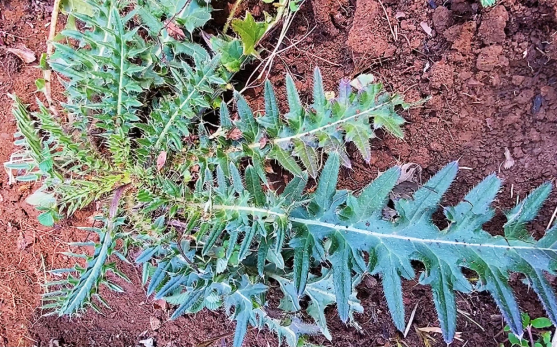 鸡翼菜植物图片图片