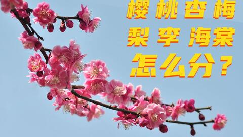 教你分清春日里最常见的几种花 梅花 樱花 桃花 海棠花 杏花 梨花 李花 哔哩哔哩 Bilibili