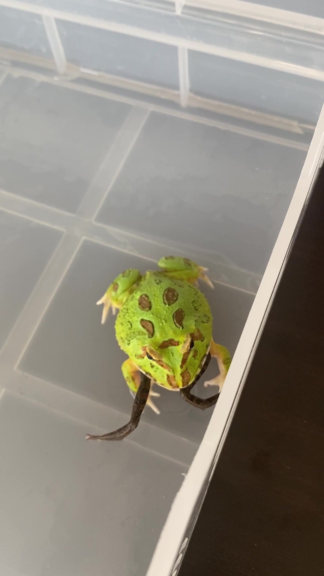 角蛙 绿薄荷吃山珍