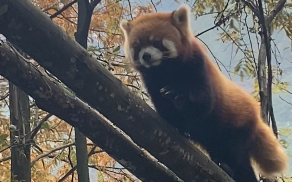 十一月去都江堰熊猫谷被小熊猫治愈—没有人不爱萌萌哒red panda!