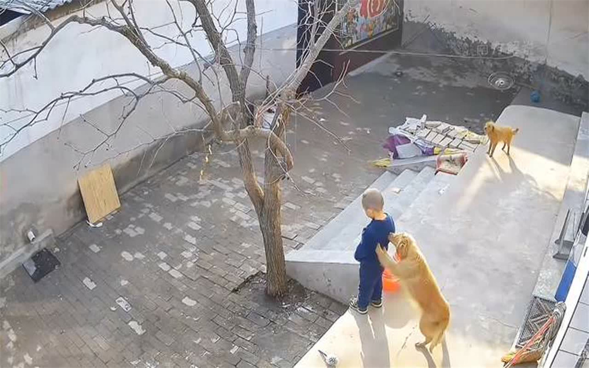 监控下的一幕:小男孩在台阶上尿尿被狗狗无情踹下,场面十分搞笑