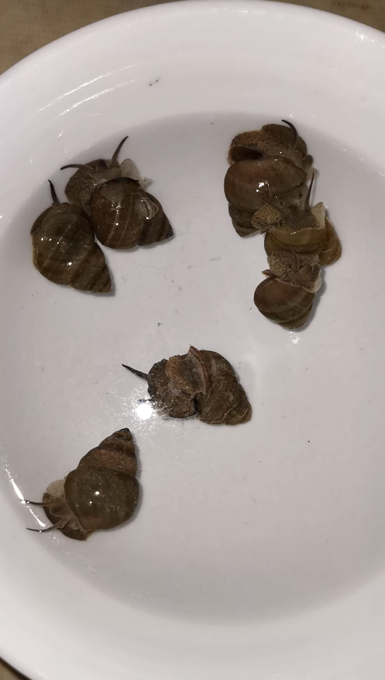 七个田螺(方形环棱螺)