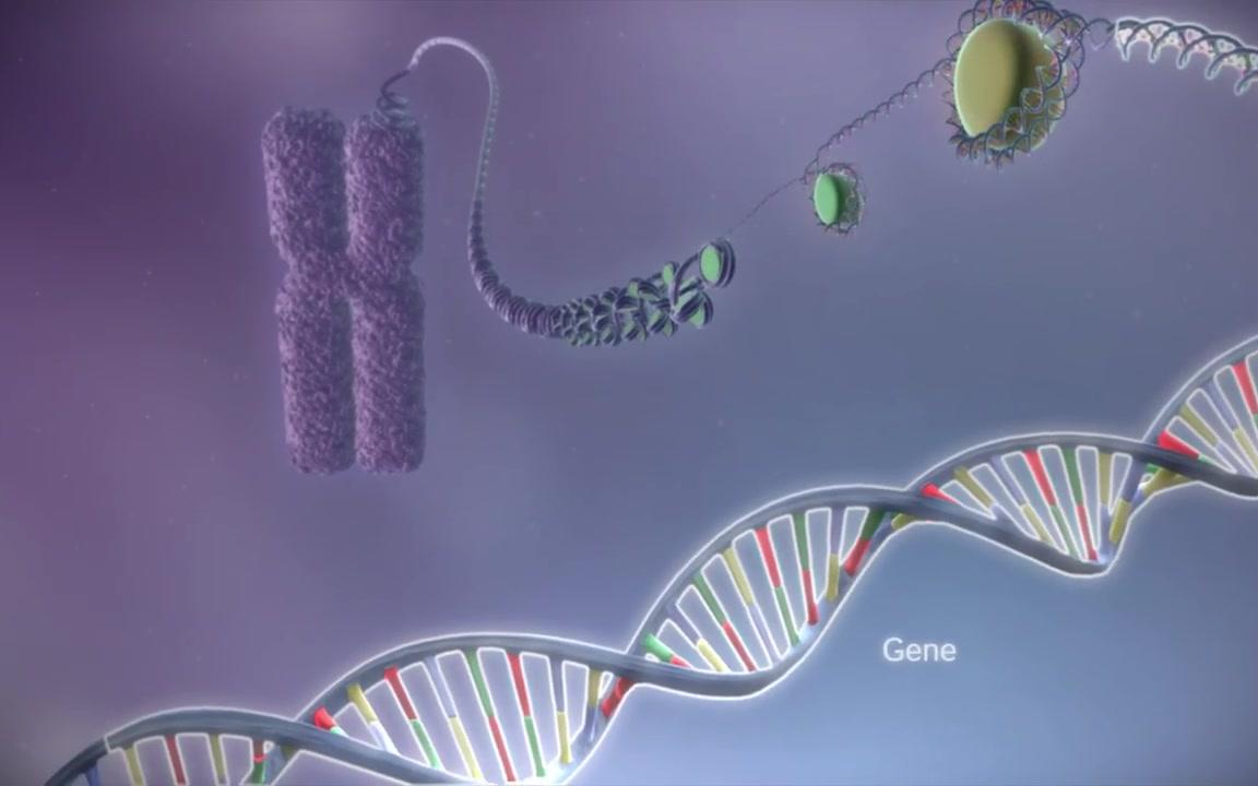 [图]【生物动画】从DNA到蛋白质（转录，翻译）