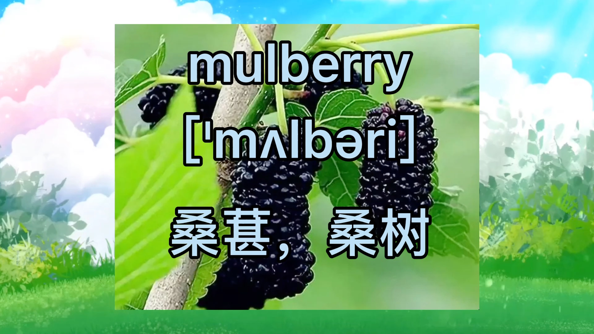 mulberry是什麼意思,桑樹桑葚的英語怎麼說_嗶哩嗶哩_bilibili