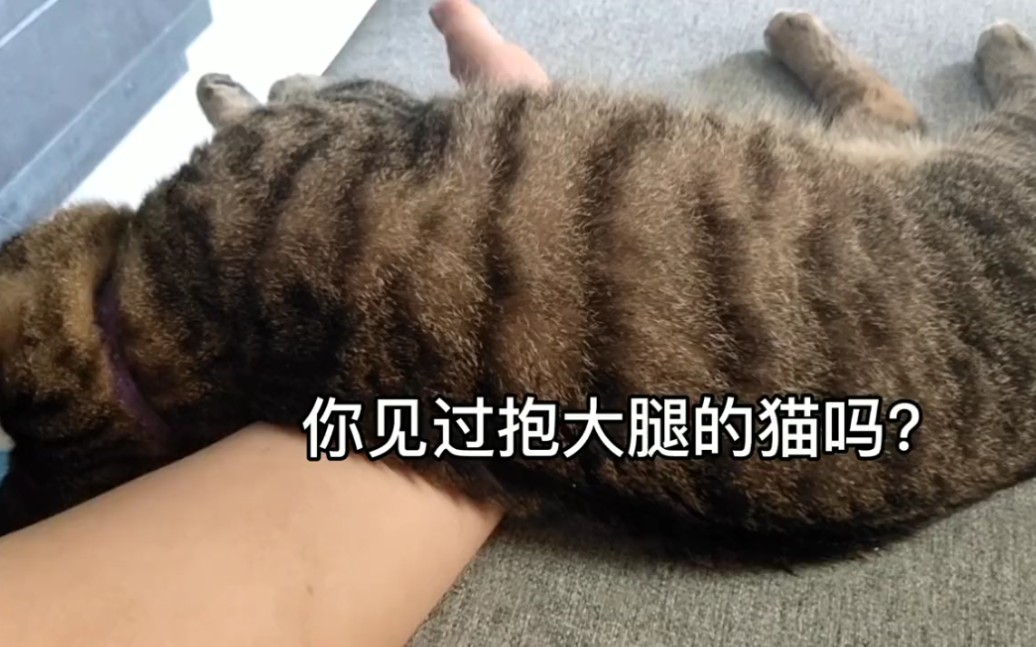 [图]你见过抱大腿的猫吗？这撒娇劲跟人似的！