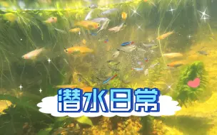 Download Video: 【生态缸】胆子越来越大，手机从开始的不敢下水到现在直接一直泡五分钟～啥时候我的手机要是坏了，在座的没有一位是无辜的！