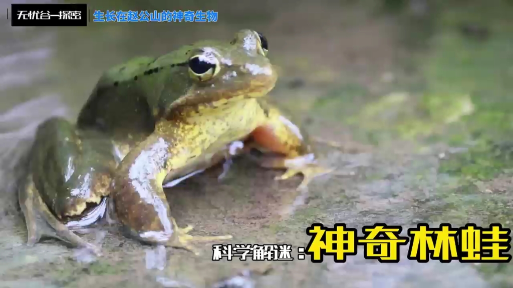 探密-无忧谷神奇的林蛙