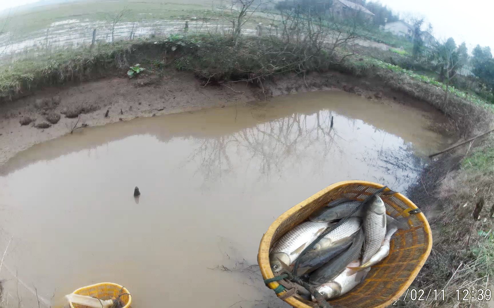 大年三十老家干鱼塘,第一次,感觉很过瘾!迟到的视频,祝大家新年快乐!
