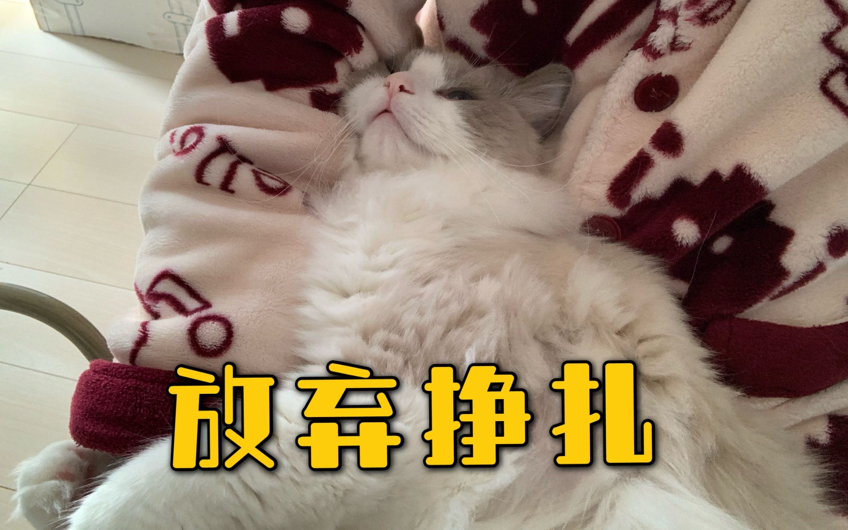 小猫咪从拒绝到真香(放弃挣扎)的过程