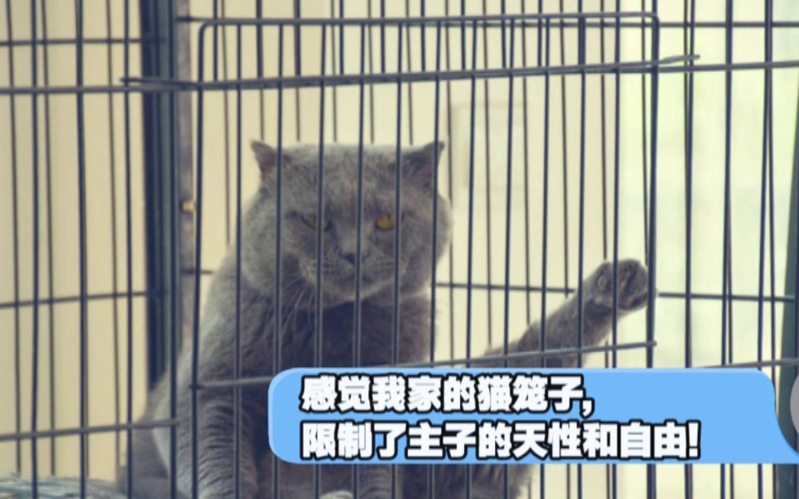 猫咪也会跑酷哔哩哔哩bilibili