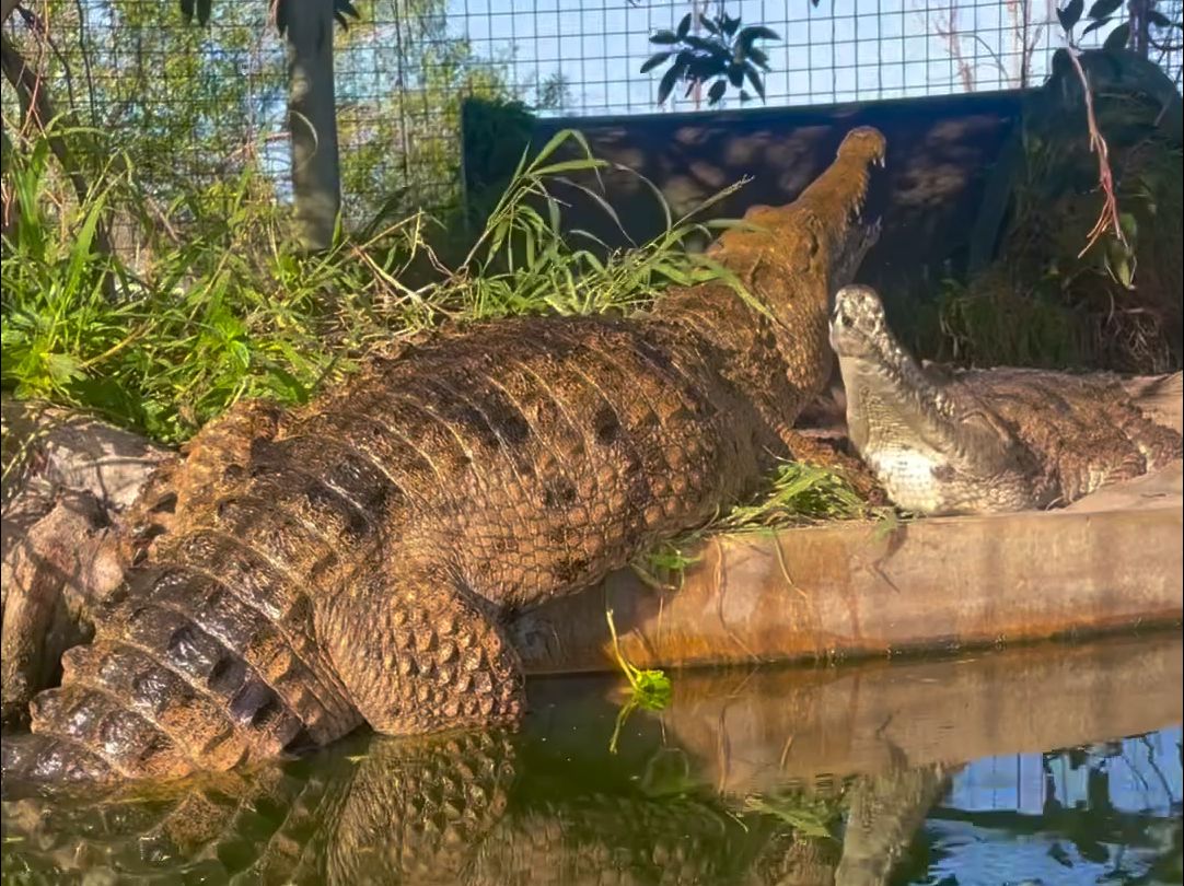 澳洲淡水鳄的吼叫
