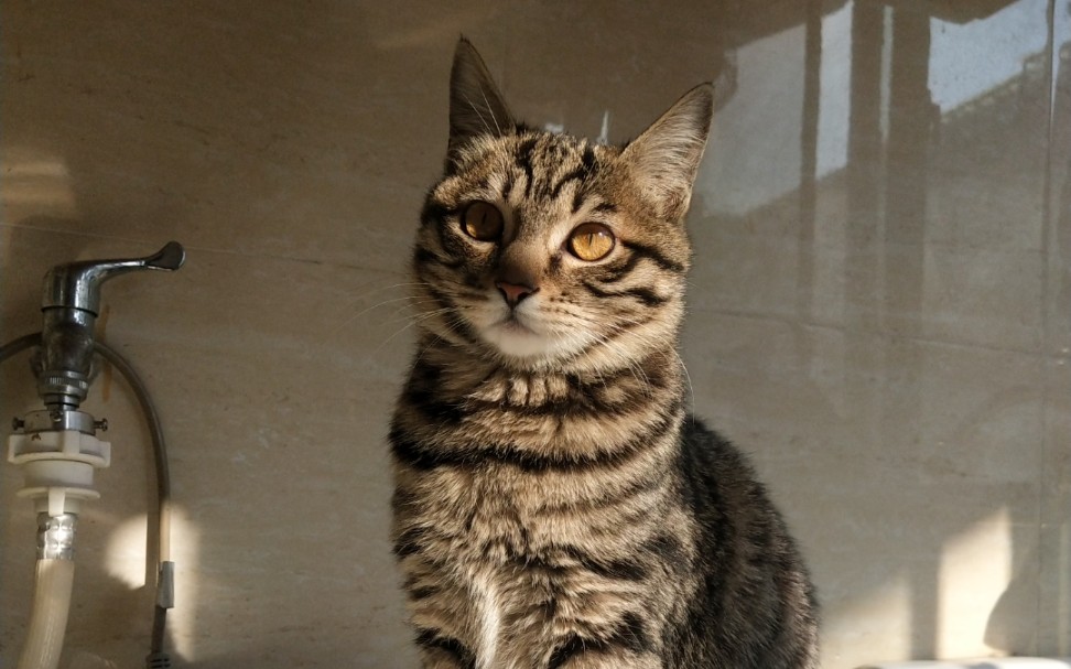 阳光下的狸花猫