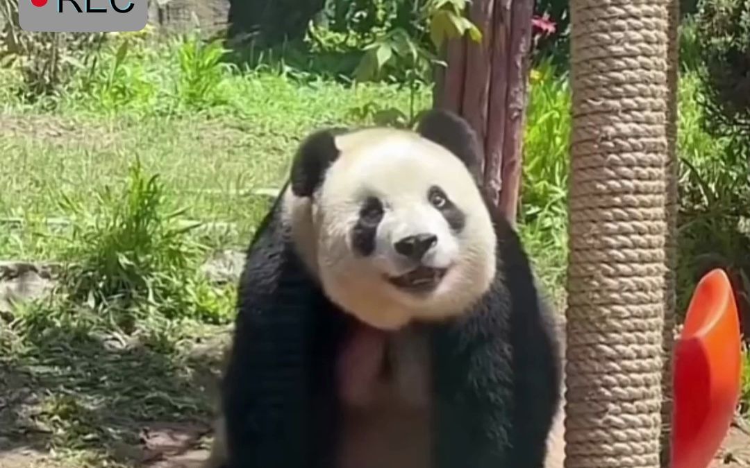 大熊猫"飞云"痴痴地望着天空,脖子缓缓旋转,模样憨态可掬.