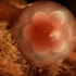 【科普人类受精到胚胎形成】- 3D立体影像，从微观角度带你看生命的诞生