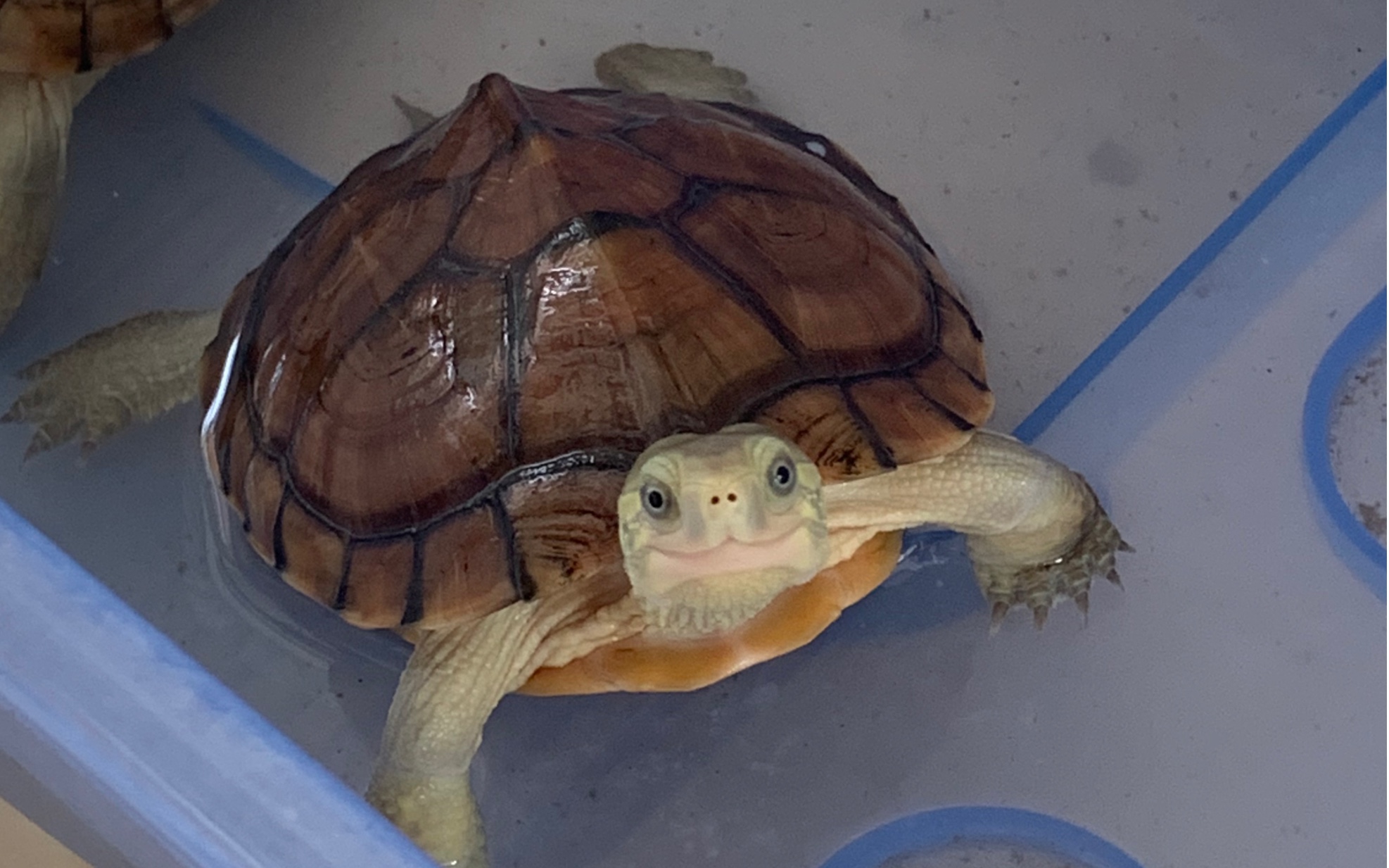 蠢萌的黄喉这是不是北石小青啊笑脸龟