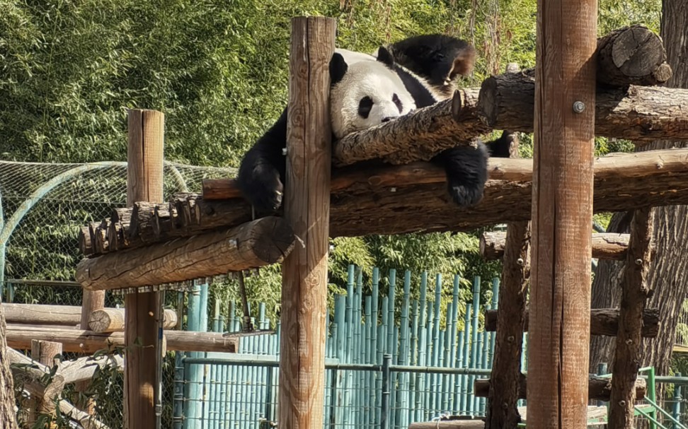 北京野生动物园熊猫图片