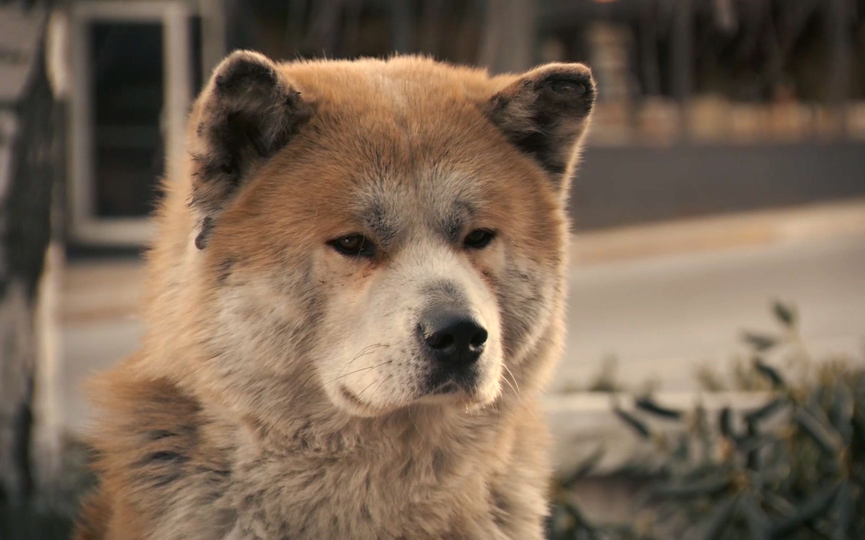 [图]真事改编，典型的人不如狗，主人因病去世，爱犬在火车站苦等一生《忠犬八公的故事》