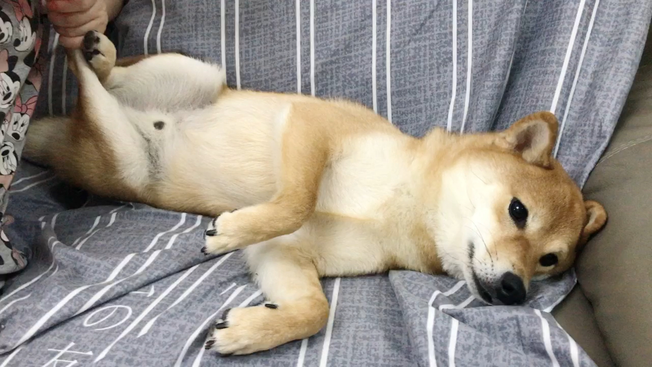 做狗的尊严都没有了