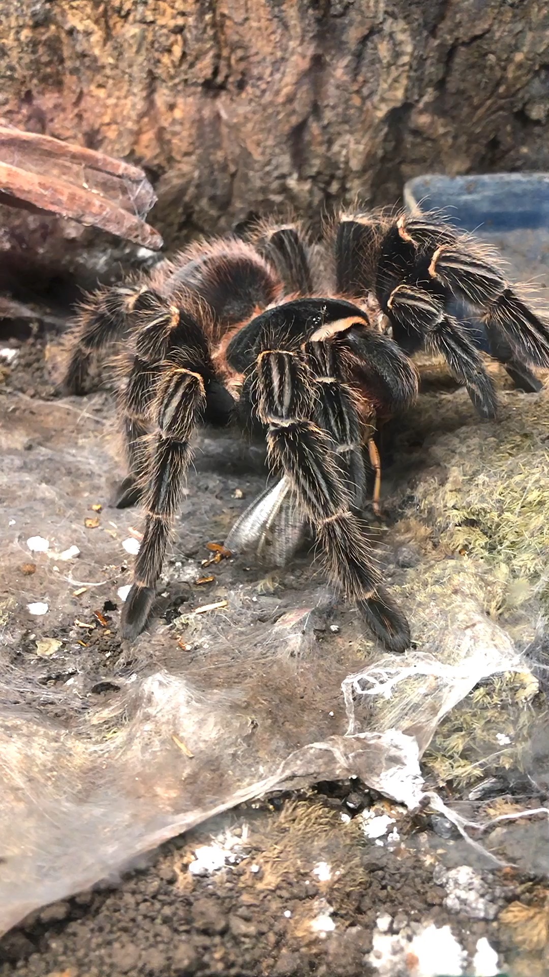 粗壮的巴伊亚猩红捕鸟蛛