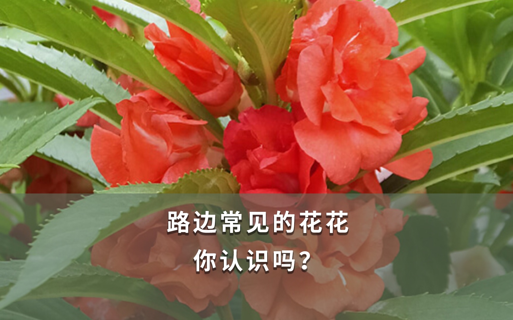 路边常见的花花你认识吗?哔哩哔哩bilibili