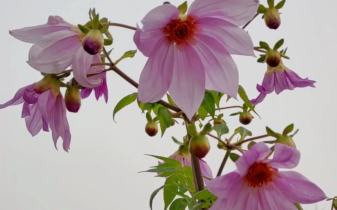 帝王大丽花一年可以长成56米高的大树