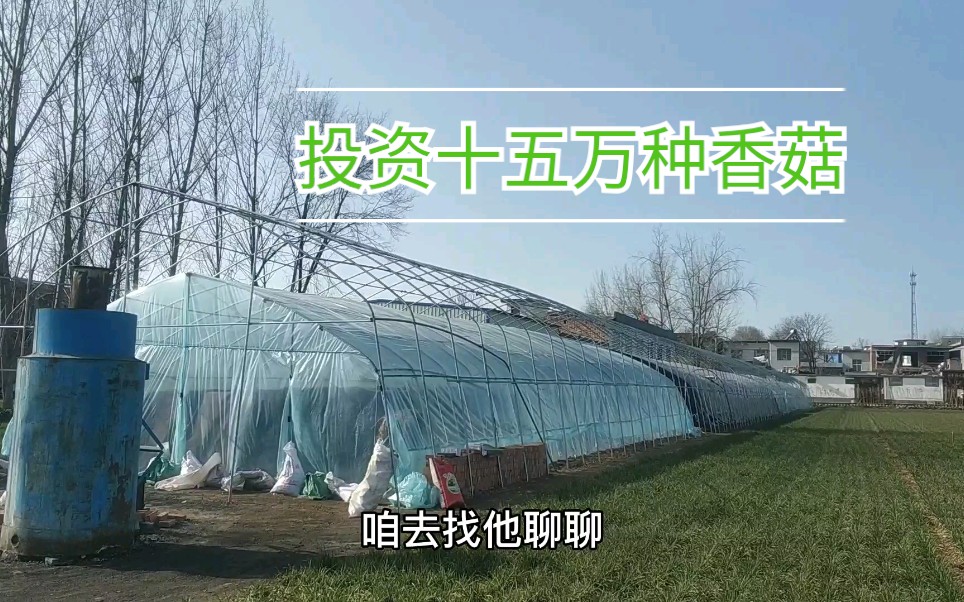 老乡投资15万建了三个大棚种香菇,预计一年能挣十几万.哔哩哔哩bilibili