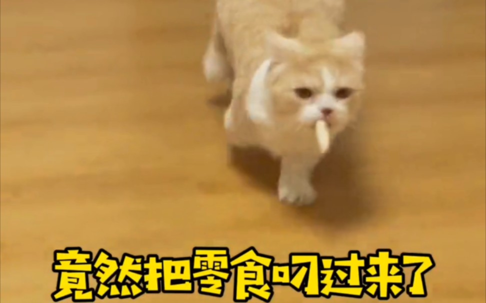 [图]是不是所有女孩子都需要一只这样的猫