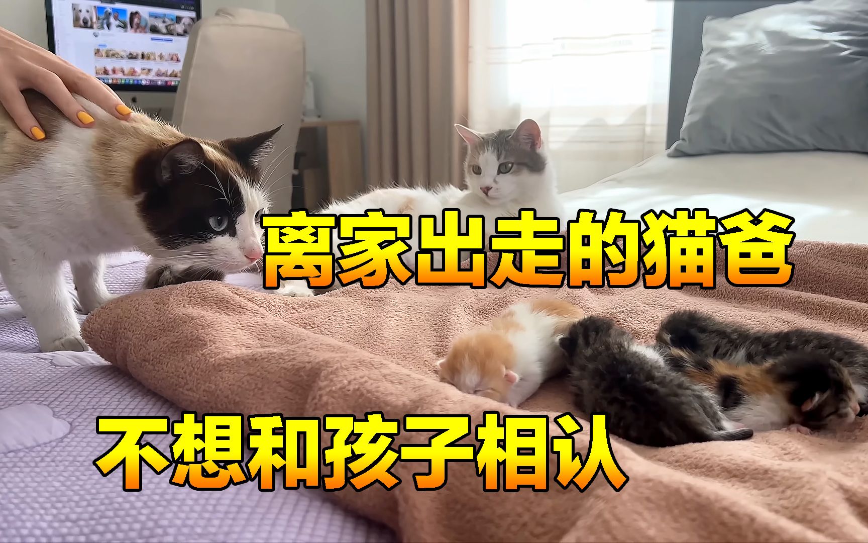 [图]离家出走的猫，不承认小奶猫是自己亲生的，但我很佩服猫妈的做法