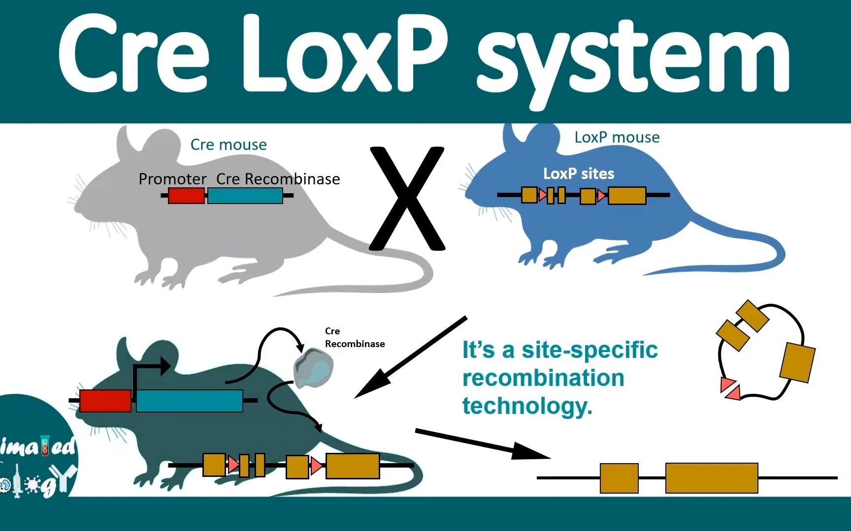 Cre lox system条件型基因敲除(位点特异重组)哔哩哔哩bilibili