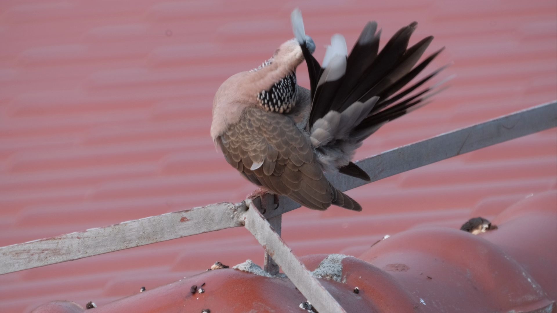 活动作品整理羽毛的珠颈斑鸠