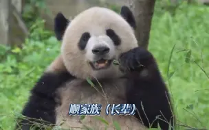 下载视频: 重庆动物园：幸福的顺家熊🐼